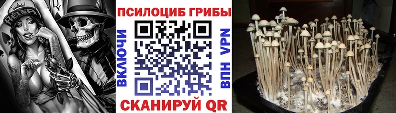 Псилоцибиновые грибы Psilocybe  Кировск 